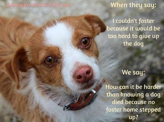 Foster