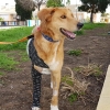 Permanent Foster