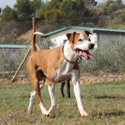 Oscar (AAR 1827)