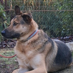 Alfie (AAR 2563)
