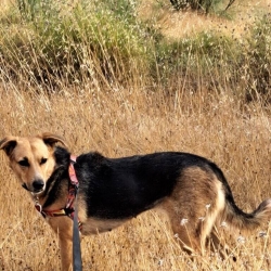 Willow (AAR 2780)