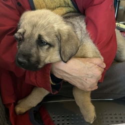 at the vets